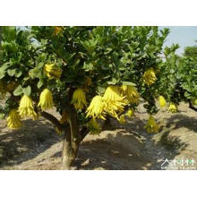 Venda quente 100% Natural Fructus Citri Sarcodactylis PE